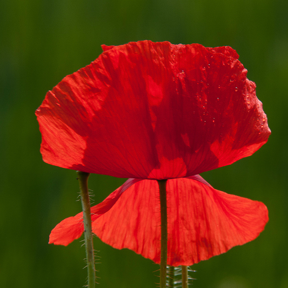 fotograficzny druk wielkoformatowy